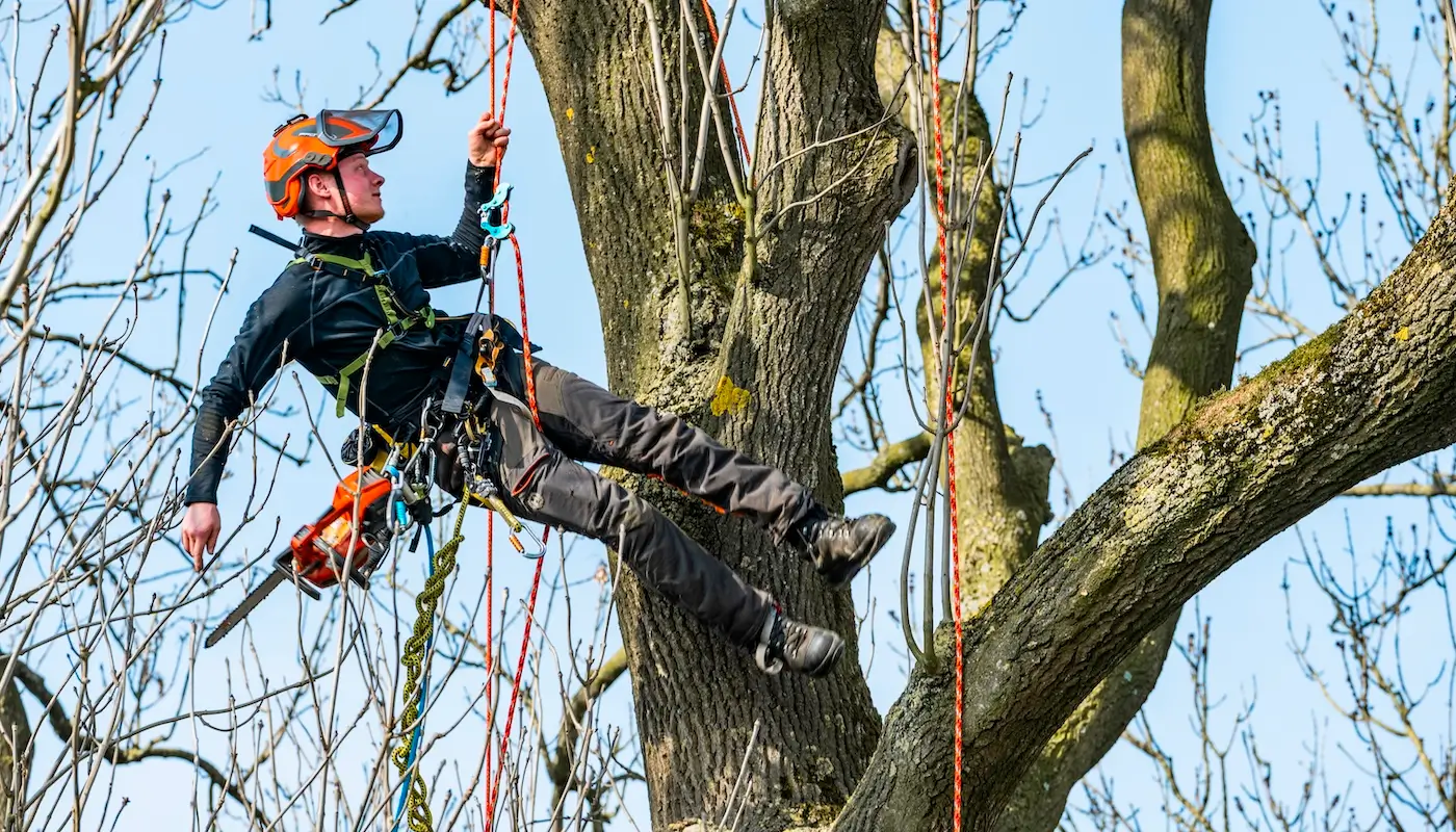 Luchtenberg_Afbeelding_Boomverzorging_Expertise_1400x800 Man die hangt in een boom.